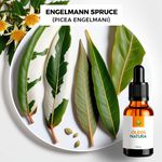 Óleo Essencial Espruce Das Montanhas - Engelmann Spruce