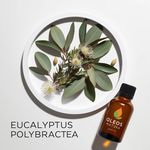 Óleo Essencial Eucalipto Azul - Eucalyptus Polibractea