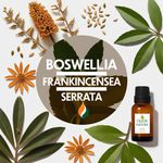 Óleo Essencial OLÍBANO DA ÍNDIA - FRANKINCENSE SERRATA