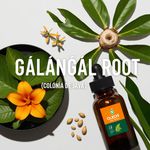 Óleo Essencial COLÔNIA DE JAVA - GALANGAL ROOT