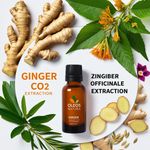 Óleo Essencial Gengibre - Ginger (co2 Extraction)