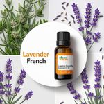 Óleo Essencial LAVANDA FRANCESA - LAVENDER FRENCH