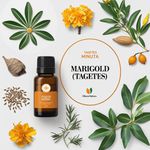 Óleo Essencial Cravo Selvagem - Marigold (tagetes)