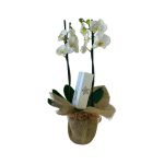 Orquidea e oreos cobertos com chocolate belga