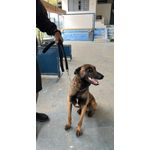 Guia para adestramento passeio de lona 150cm mosquetão latão maciço cor chumbo