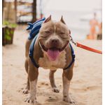 Mochila para cachorro Baby Shark azul