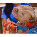 Mochila para cachorro Baby Shark azul