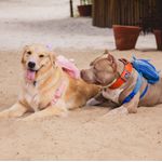 Mochila para cachorro Baby Shark azul