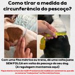COLEIRA BABY PERSONALIZADA 3cm preta com nome em dourado