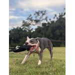 Kit spring push Petspace