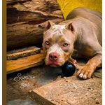 Bola maciça G 80mm de diâmetro 