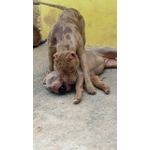 Bola maciça G 80mm de diâmetro 
