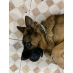 Bola maciça GG 100mm diâmetro 