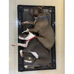 Cama para cachorro elevada grande 120x70x18cm