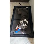 Cama para cachorro elevada grande 120x70x18cm