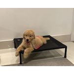 Cama para cachorro elevada tamanho médio 70x65x18cm 
