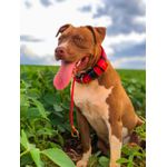 Colar Enforcador Profissional Para Cães Com Regulador corda 6mm