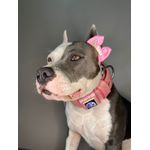 COLEIRA LISA 5cm glitter rosa