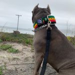 COLEIRA REGGAE 5cm