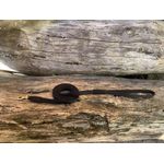 Guia de passeio 15mm de largura mosquetão latão guia duas cores