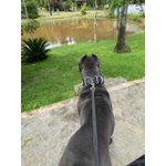 Guia Passeio Adestramento 1,50 metros corda chata 22mm para Porte Grande e Gigante mosquetão latão maciço