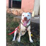 Peitoral para tração 