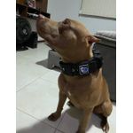 COLEIRA COM 6 PESOS