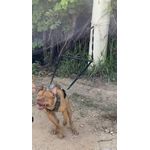 Fita para springpull com mosquetões