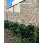 Pedra Madeira Amarelo Ouro Orgânica