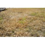  Roundup; Randape 1 Litro