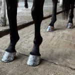 Esmalte Para Casco - Horse Glow