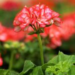 Bálsamo de Gerânio Pele Normal a Mista Live Aloe 30g