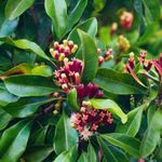 Óleo Essencial de Cravo Botão - Herbia – 10ml