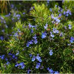 Óleo Essencial de Alecrim Rosmarinus officinalis - Herbia - 10ml