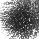 ESCOVA DE ACO TIPO PINCEL 25MM HASTE 6MM FIO ONDULADO