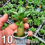 Adenium Arabicum 10 mudas de rosa do deserto 3 a 5 meses