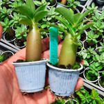 Adenium Arabicum 05 mudas de rosa do deserto 3 a 5 meses