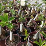 Rosa do deserto CELIS