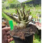 Adenium Arabicum - Cruzamentos Especiais - Planta N.º: 118