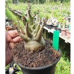 Adenium Arabicum - Cruzamentos Especiais - Planta N.º: 118