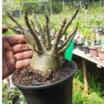 Adenium Arabicum - Cruzamentos Especiais - Planta N.º: 122
