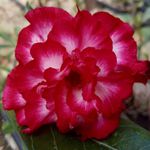 Rosa do deserto AKKAN