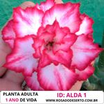Rosa do deserto tripla matizada ALDA 1 (ALD-1) - 12 Meses