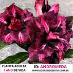 Rosa do Deserto ANDROMEDA
