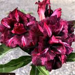 Rosa do Deserto ANDROMEDA