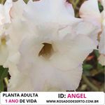 Rosa do Deserto Branca Tripla ANGEL