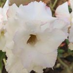 Rosa do Deserto Branca Tripla ANGEL