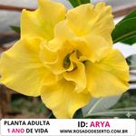 Rosa do Deserto Amarela Dobrada ARYA