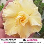 Rosa do Deserto Tripla Amarela AURORA