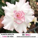 ROSA DO DESERTO BRANCA COM ROSA E TRIPLA BALI